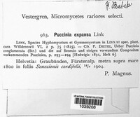 Puccinia expansa image